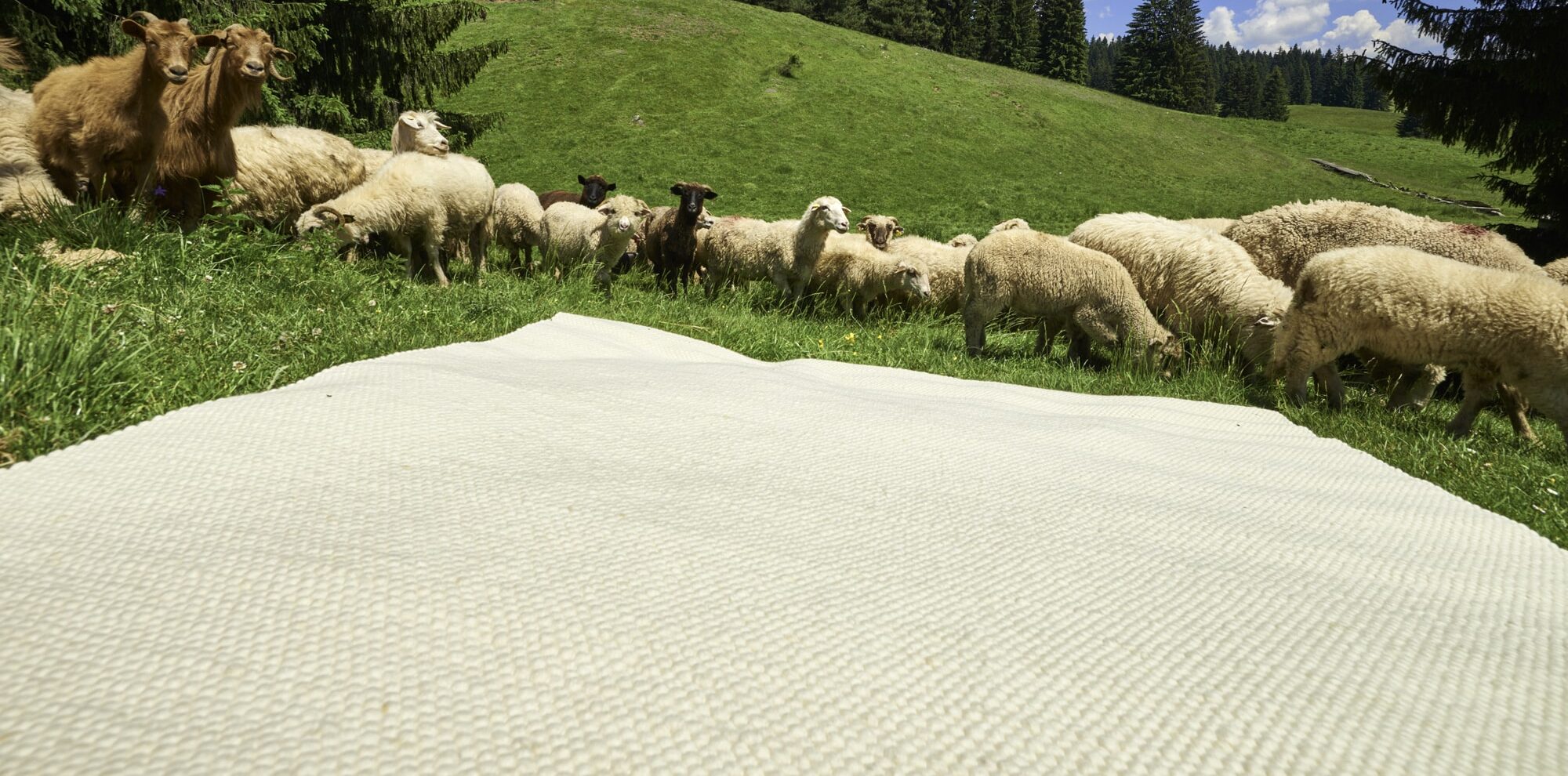 Tisca-Teppiche – Unikate fürs Leben!